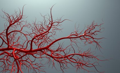 An animated vascular system. Photo: iStock